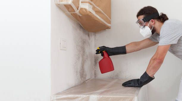 Professional Black Mold Removal technician working in Allensville, PA